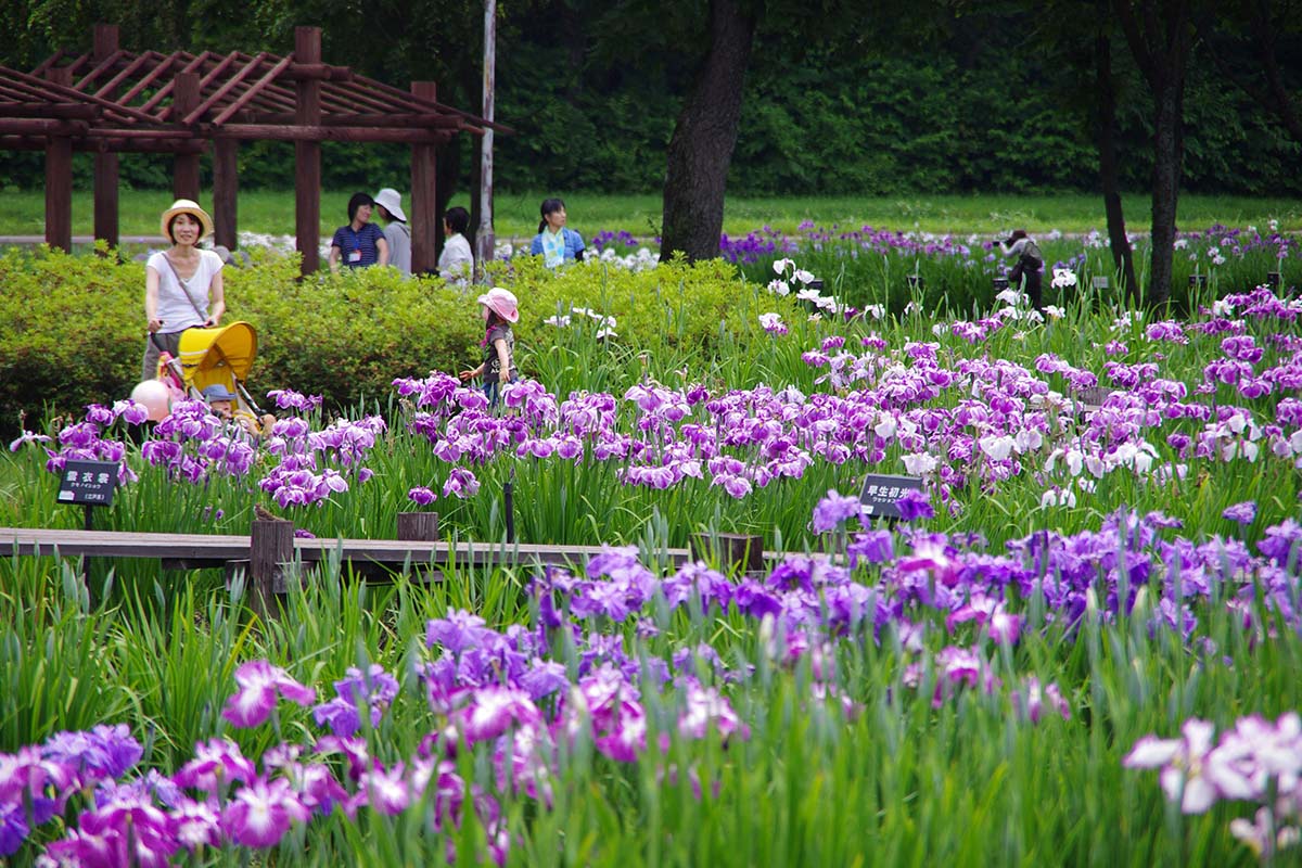 花菖蒲園